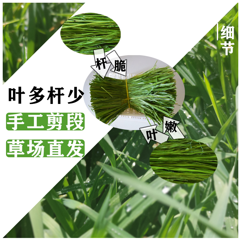 新头茬烘干提摩西草段北提草兔粮干草兔子龙猫荷兰猪牧草磨牙甘肃-图0