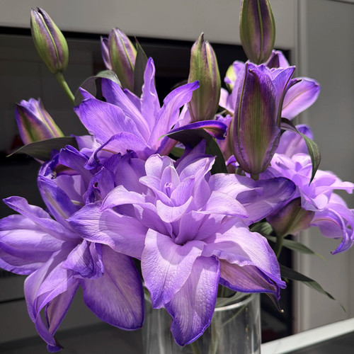 紫霞仙子紫重瓣香水百合花束云南直发鲜花A级节日礼物供佛鲜切花 - 图0