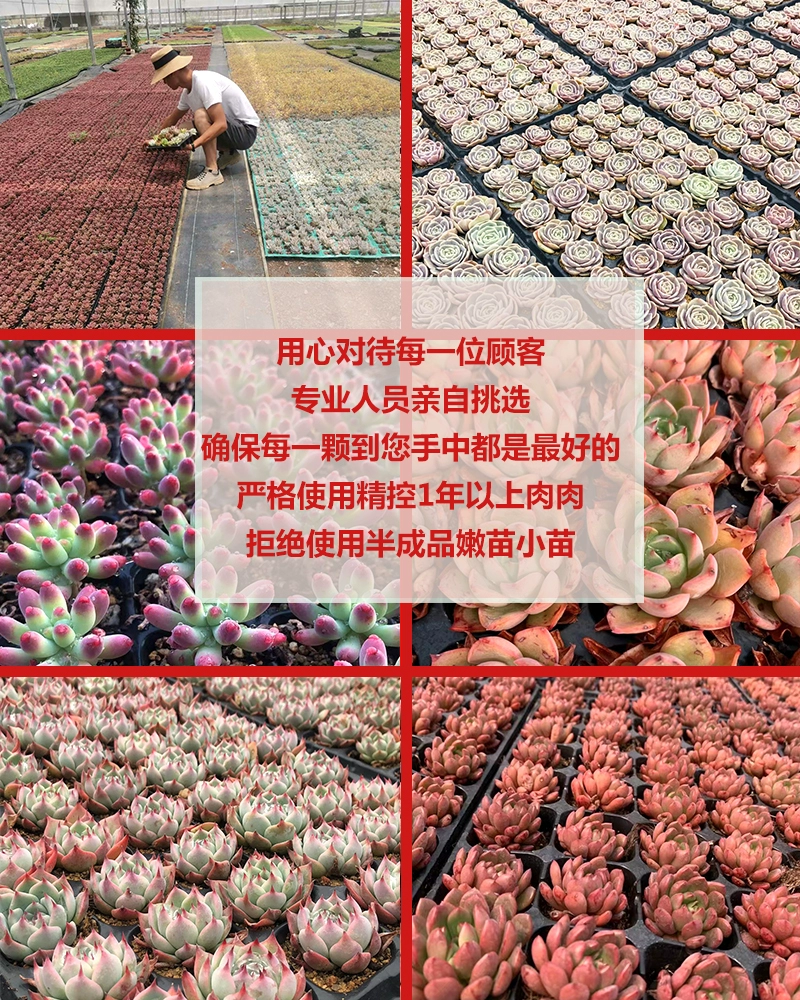 多肉植物肉肉新手套餐组合含盆带土包邮大颗好养绿植精品易活室内_多肉不是肉呀_鲜花速递/花卉仿真/绿植园艺-第2张图片-提都小院