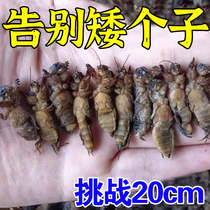 Long high sticker farewell to short) heightening thever lifts 20-30cm height stickup men and women universal non-heightening shoes