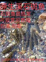 Creek grouper Freshwater Light Lip Fish Fry Raw Ecological Cold Water Ornamental Fish Clean Water Fish Fry Good To Live Long Life Fast