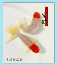 Palace Goose Goose Head Red Boutique Goldfish Ornamental Fish Small Fish Living Gold Fish Freshwater Fish Cold Water Fish Fry pets