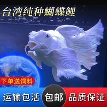 Taiwan Boutique Butterfly Carp Pure Breeder Lion Head Cold Freshwater Ornamental Fish Gypsum White Sphere Short Body Long Tail Brocade Carp