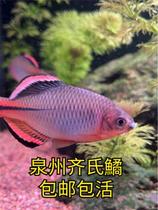 Quanzhou Qis Qiushi Freshwater Cold Water Ornamental Fish Small Freshwater Fish Native Group Cruise Fish Good Raising without Hot Springs Qiyu Miao