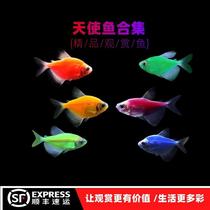 Candy Angel Fish Family Ornamental Fish Green Apple Seven Colorful Tropical Fish Angel Fish Big fluorescent resistant and well raised