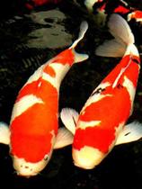 Brocade carp Live fish Good to live large red and white Three-color upmarket fresh water cold water to watch fish Merchants Golden Fish Fry feed