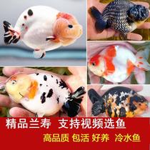 Boutique Lanshou goldfish ornamental fish living cold water fish flowers Lanshou red shou red white sushi to raise alive and long life