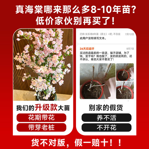 垂丝海棠花盆栽鲜花树苗盆景老桩花卉植物室内花绿植好养活室内 - 图2