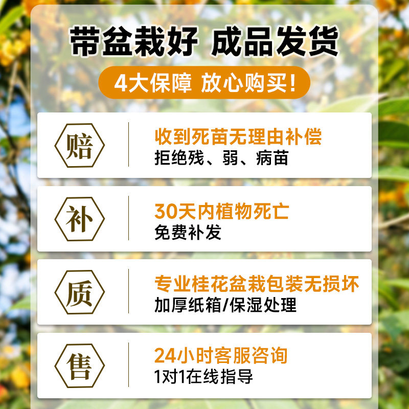 桂花树苗四季桂盆栽带花苞浓香型室内阳台庭院懒人好养开花卉植物,淘宝优惠券,粉丝福利购,淘宝优惠卷
