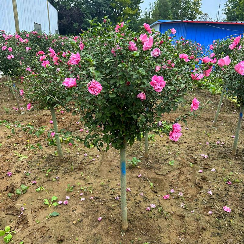 木槿花盆栽重瓣木槿棒棒糖花苗庭院绿化地栽风景树可食用木槿树苗-图2