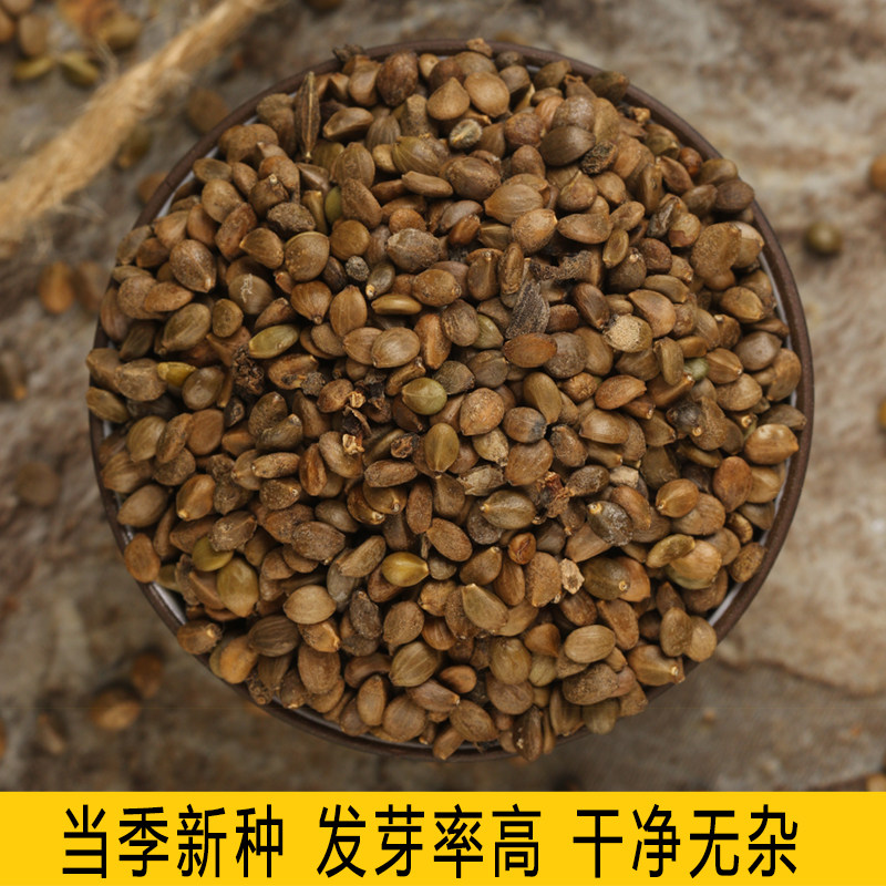 中药材丹参种子非野生红皮丹参籽山东四季种植苗另有黄芪当归