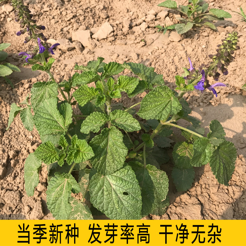 中药材丹参种子非野生红皮丹参籽山东四季种植苗另有黄芪当归