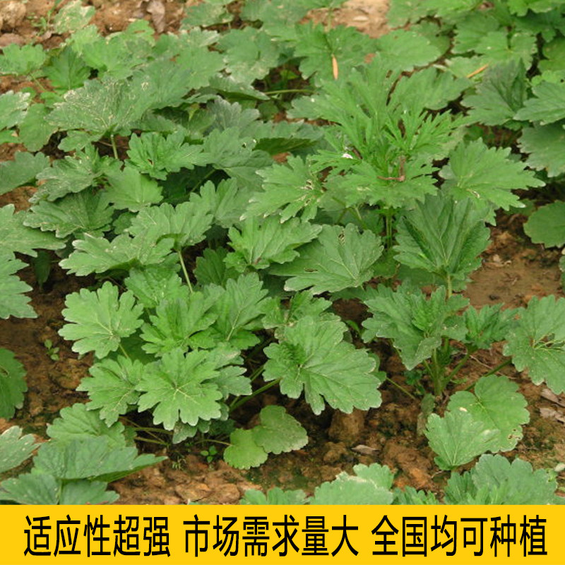 益母草种籽子中药材益母草种孑益母草种子蔬菜兽用盆栽当归黄芪
