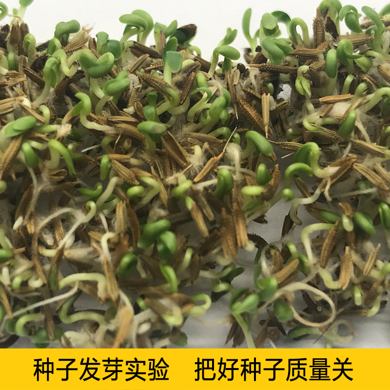 蒲公英种子野生蒲公英种籽新鲜中药材食用婆婆丁籽四季盆栽蔬菜