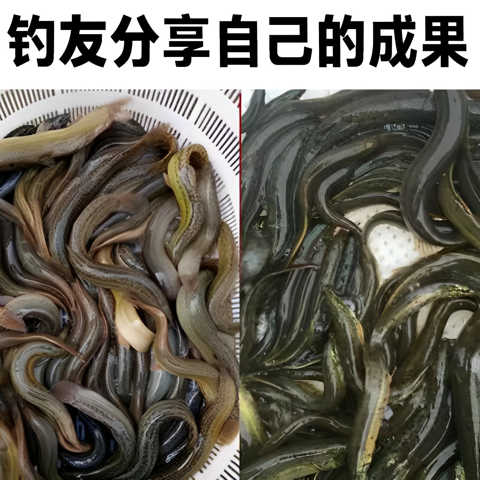 夜钓野生河鳗饵料黑坑水库引腥臭味河鳗白鳝黑鱼鲫鱼黄辣丁爆护药 - 图1