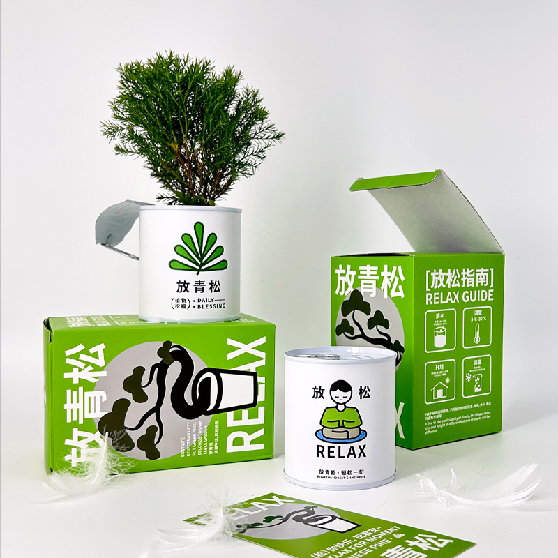 请放青松雾松树植物盆栽书房吸甲醛办公室桌面绿植创意送企业礼物