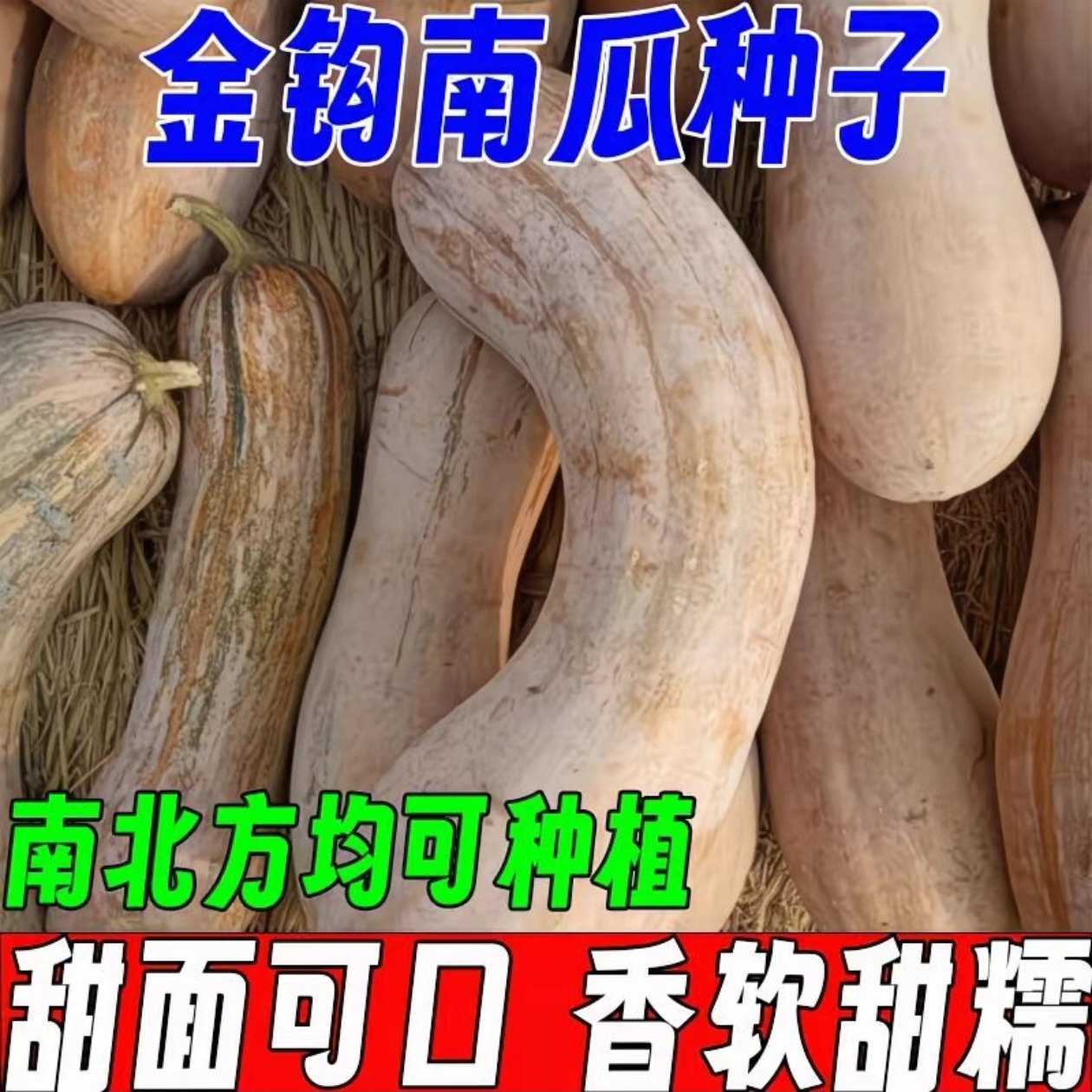精品牛腿金钩南瓜 南狼南瓜 超甜香甜糯庭院阳台春秋南瓜品种大全,淘宝优惠券,粉丝福利购,淘宝优惠卷