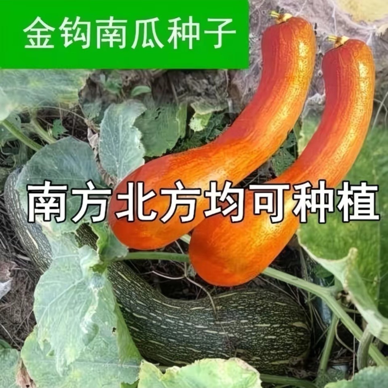 精品牛腿金钩南瓜 南狼南瓜 超甜香甜糯庭院阳台春秋南瓜品种大全,淘宝优惠券,粉丝福利购,淘宝优惠卷
