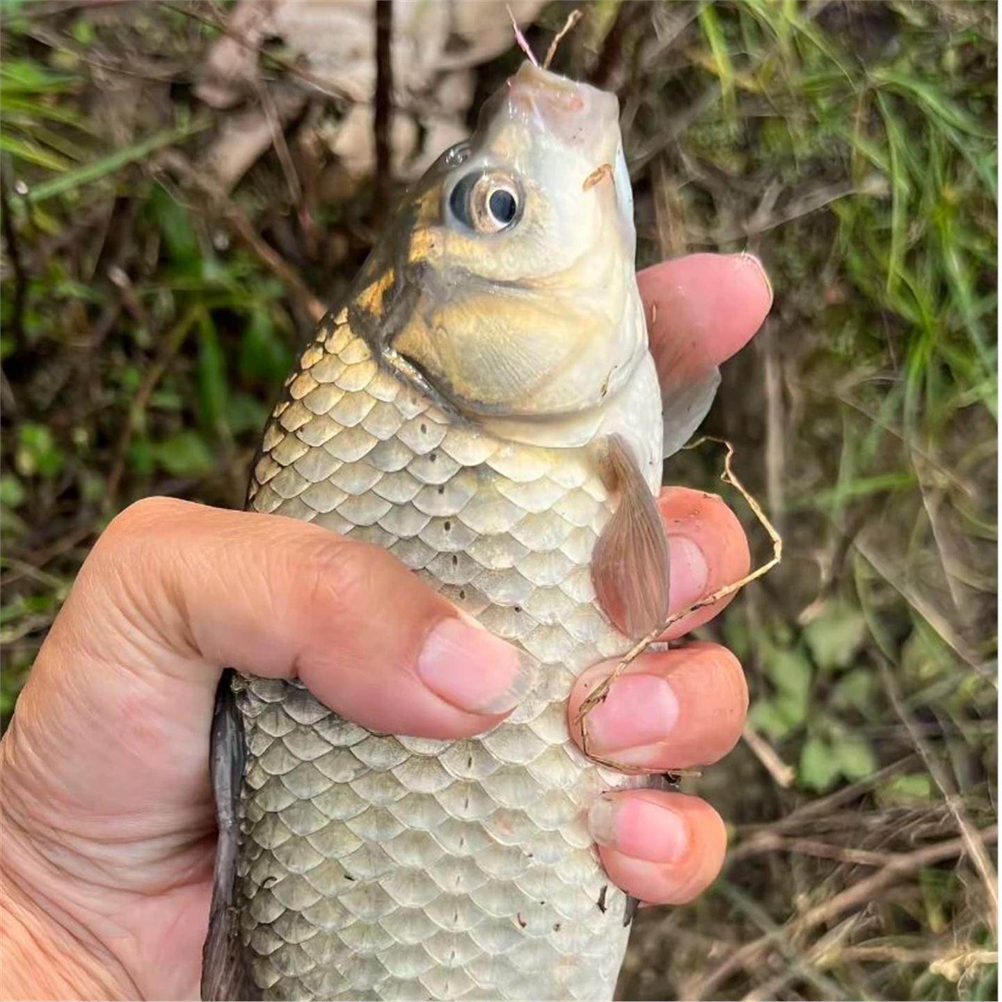 酒牛窝血麦粒诱钓鲤鱼草鱼鲫鱼鳊鱼野钓野河水库通用挂钩简单,淘宝优惠券,粉丝福利购,淘宝优惠卷