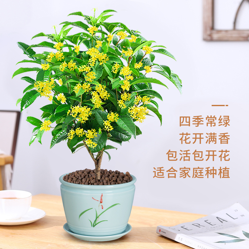 桂花盆栽树苗室内花卉植物办公开花浓香绿植四季好养易活客厅盆景 - 图2