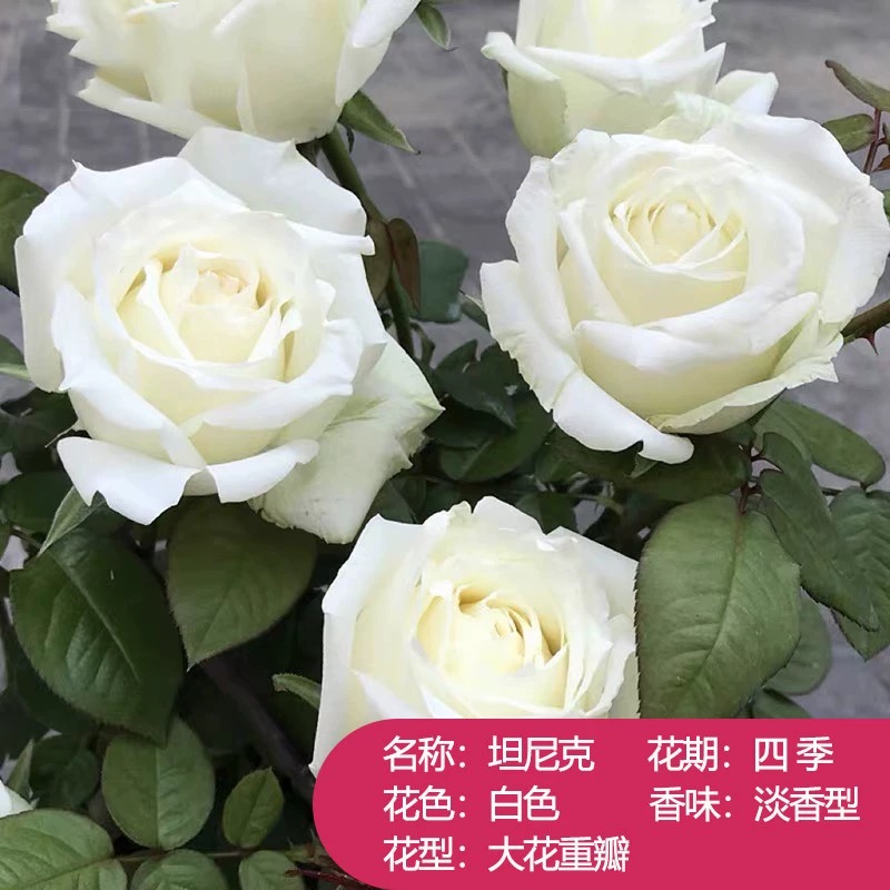 珍妮莫罗浓香月季大苗白色玫瑰盆栽阳台庭院花卉植物勤花吸色效果-图1