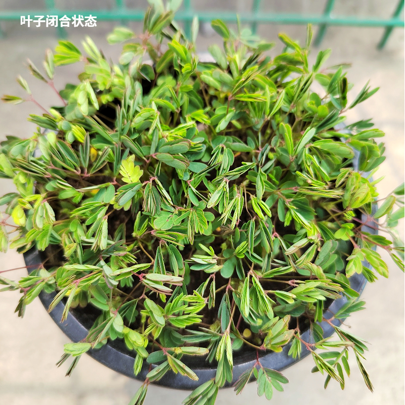 幼儿园植物小盆栽含羞草盆栽室内趣味花卉四季害羞草阳台植物学校