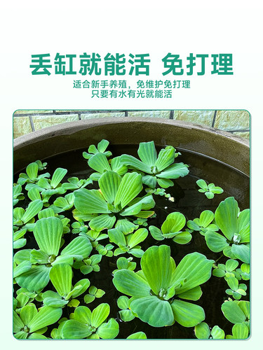浮萍水草植物鱼缸一叶莲水葫芦和鱼共养水培植物水芙蓉圆心萍水上 - 图0
