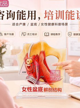 女性盆底肌解剖科普展示牌产后康复护理培训教具盆腔结构讲解图