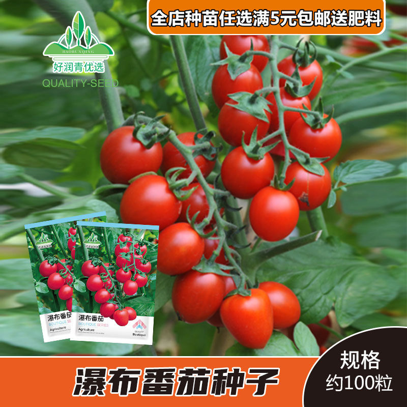 千禧小番茄圣女果西红柿家庭蔬菜种子孑紫茄子四季阳台盆栽小柿子,淘宝优惠券,粉丝福利购,淘宝优惠卷