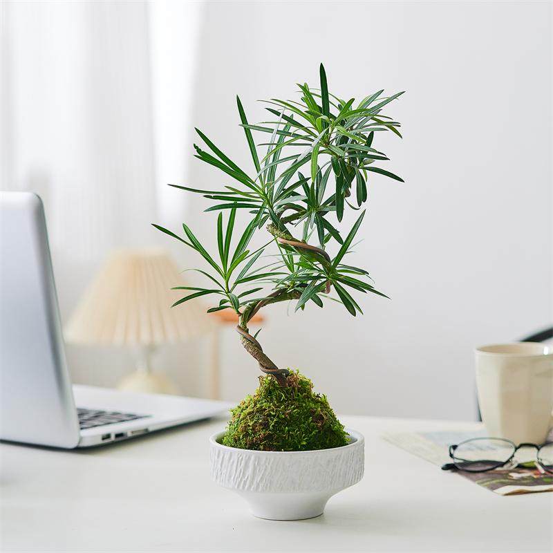苔藓球罗汉松造型老桩水培植物室内办公室茶室客厅桌面绿植小盆景,淘宝优惠券,粉丝福利购,淘宝优惠卷
