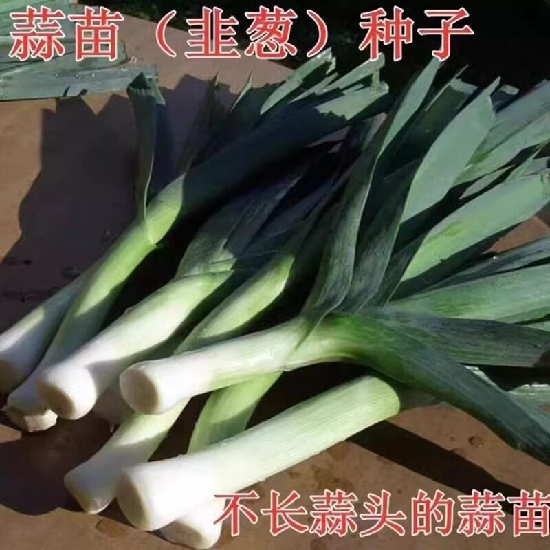 白根宽叶蒜苗种子香蒜硬叶一年四季三茬紫根蒜苗耐热耐寒蔬菜种子