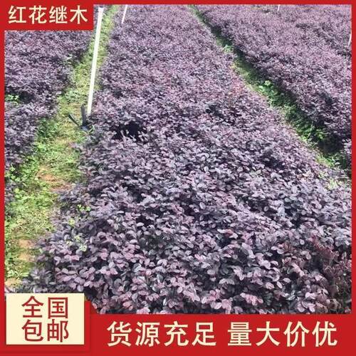 红花继木球红叶石楠球树苗冬青黄杨金森女贞海桐球庭院工程绿化苗 - 图3