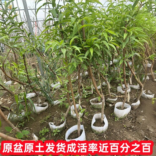 黄桃树桃树果苗嫁接苗冬桃油桃树果苗南方北方种植桃苗当年结果 - 图1