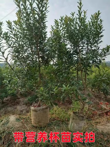 晚稻大杨梅树树苗浙江东魁大树大果特大号水果树果苗南方种植盆栽 - 图1