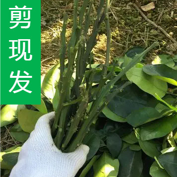 柚子嫁接枝条穗平和红心三红葡萄柚泰国红宝石暹罗红柚枝条 - 图0