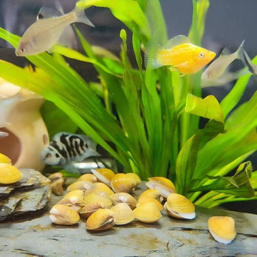 黄金蚬河蚌淡水鱼缸除藻净水活体观赏螺贝类滤食专吃粪便清洁工具 - 图0