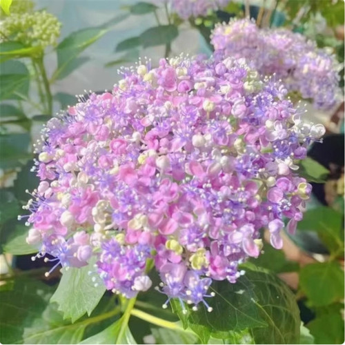云南绣球花苗基地阳台庭院无尽夏八仙花盆栽地栽耐寒花期好种 - 图1