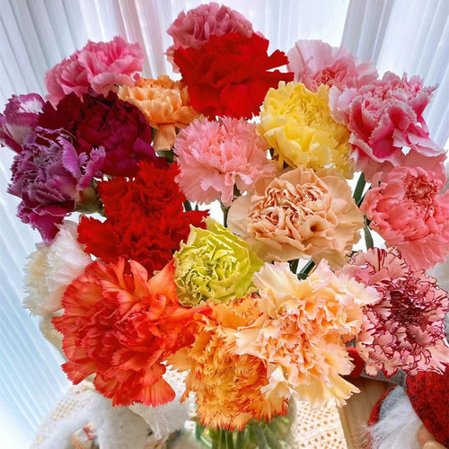 多头重瓣康乃馨花苗可盆栽地栽母亲节鲜花阳台窗台好养的花期好种 - 图1