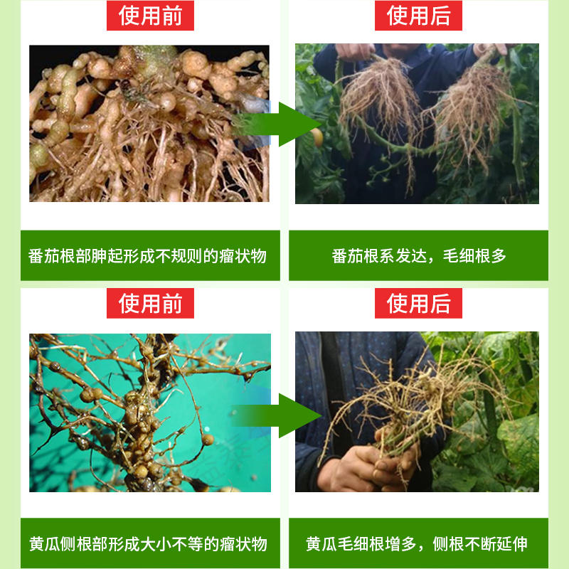 淡紫拟青霉菌紫孢菌根结线虫专用药微生物菌剂根瘤病全水溶50斤-图0