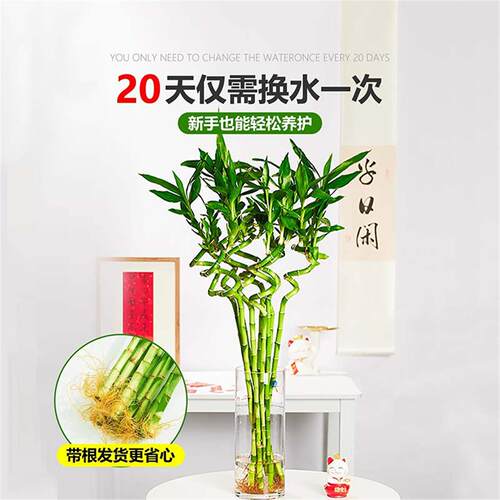水培植物转运竹室内客厅富贵竹龙竹观音竹办公室桌面四季盆栽绿植 - 图1