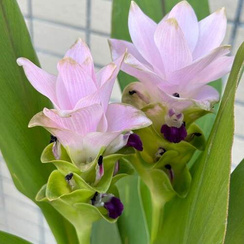 超长花期四季开花姜荷花种球盆栽花种子球根植物花卉绿植盆栽耐热 - 图1