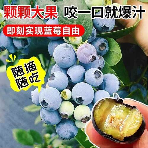 【带花带果】蓝莓树苗盆栽F6南方北方种植特大号果树苗四季结果 - 图2