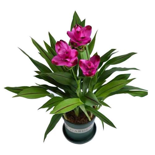 超长花期四季开花姜荷花种球盆栽花种子球根植物花卉绿植盆栽耐热 - 图3