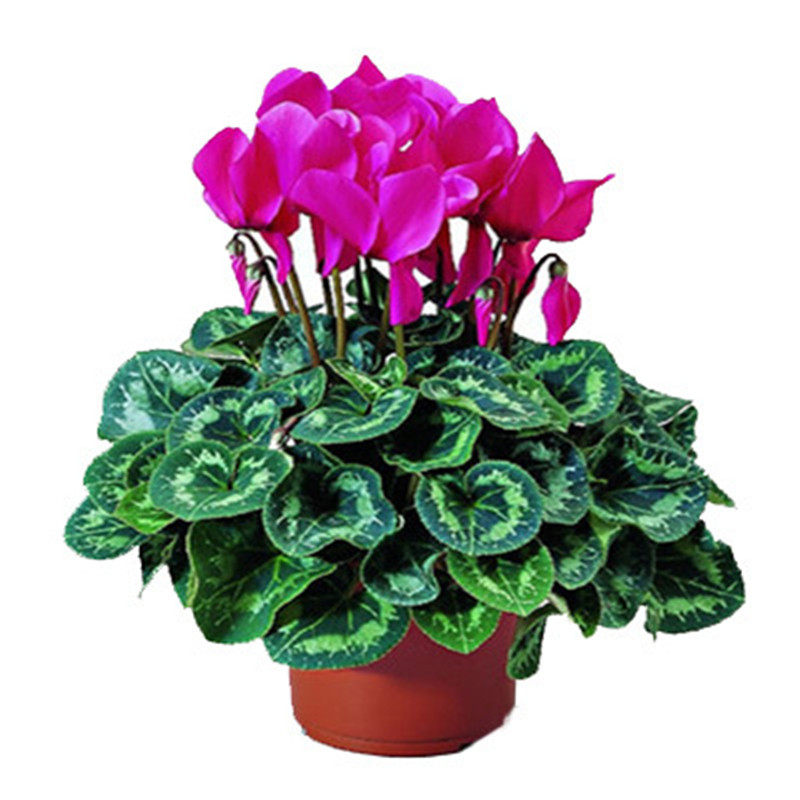 仙客来盆栽带花大花重瓣花卉植物室内花种球大盆阳台仙鹤来原生根,淘宝优惠券,粉丝福利购,淘宝优惠卷