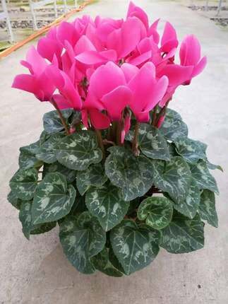 新品仙客来盆栽带花发货好养室内花卉四季花阳台室内盆栽观花植物,淘宝优惠券,粉丝福利购,淘宝优惠卷