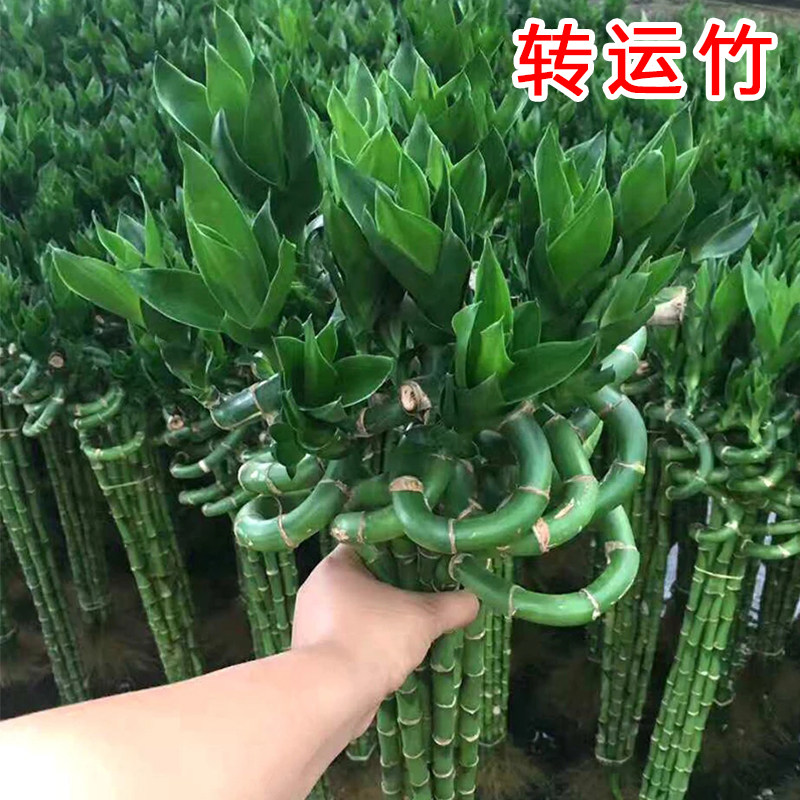 带根富贵竹转运竹植物水养盆栽客厅弯竹龙竹开运竹子招财水培绿植,淘宝优惠券,粉丝福利购,淘宝优惠卷