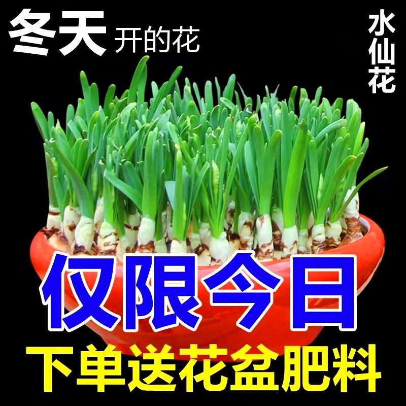 水仙花种球盆栽水培室内四季水养花卉洋水仙植物风信子郁金香种子,淘宝优惠券,粉丝福利购,淘宝优惠卷