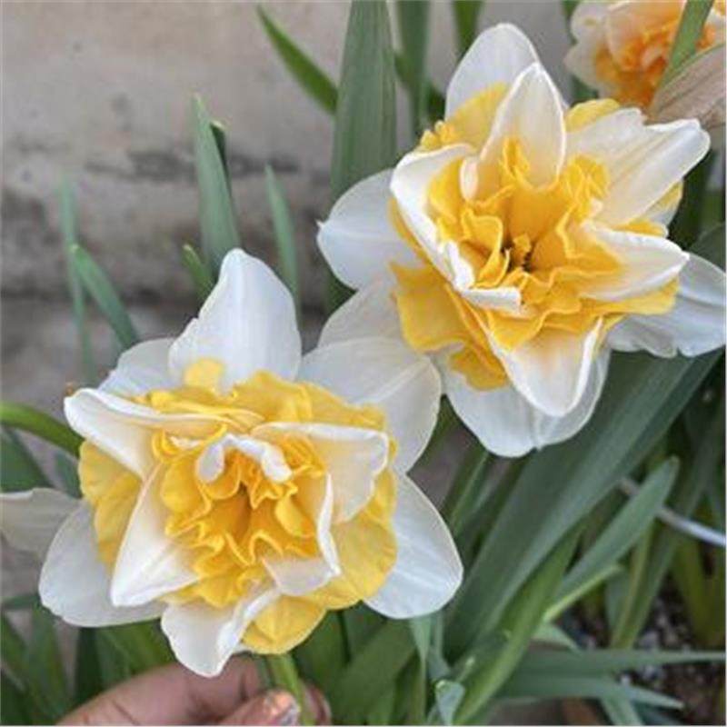 洋水仙种球水培土培进口重瓣四季开花室内盆栽花卉冬季耐寒花种子,淘宝优惠券,粉丝福利购,淘宝优惠卷