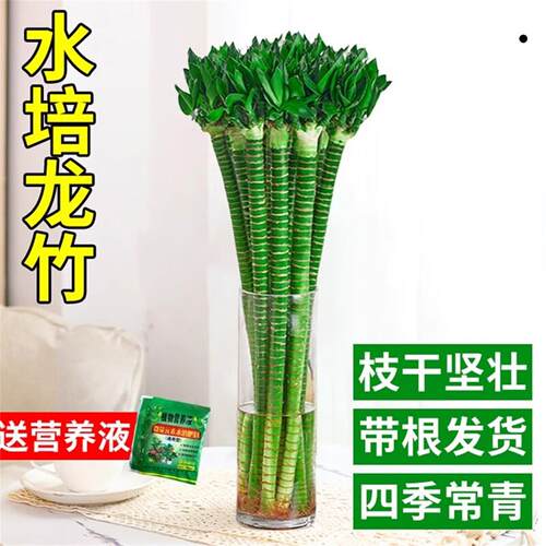 富贵竹水培植物带根文昌竹龙竹观音竹转运竹水养客厅室内盆栽绿植 - 图0