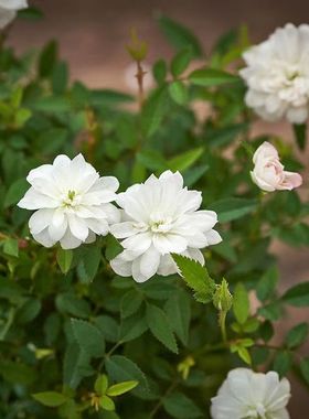 姬月季迷你小盆栽室内花卉开花